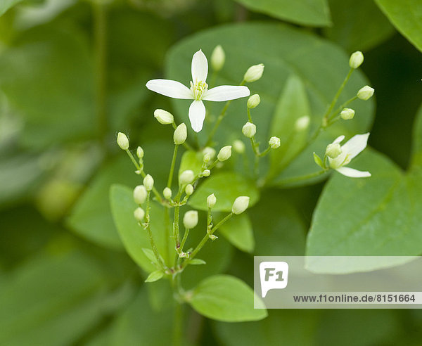 Mandschurische Waldrebe (Clematis mandschurica)  blühend  Gartenpflanze