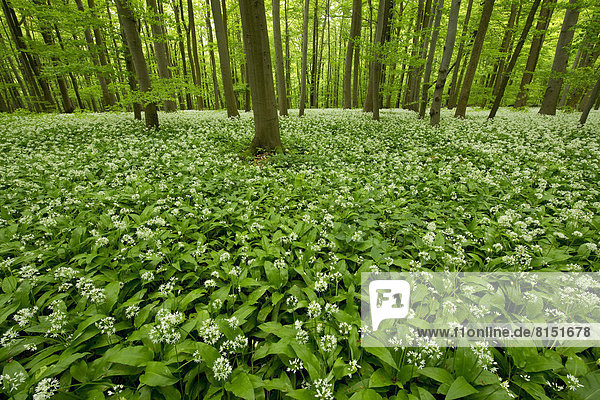 Rotbuchenwald (Fagus sylvatica) mit blühendem Bärlauch (Allium ursinum)