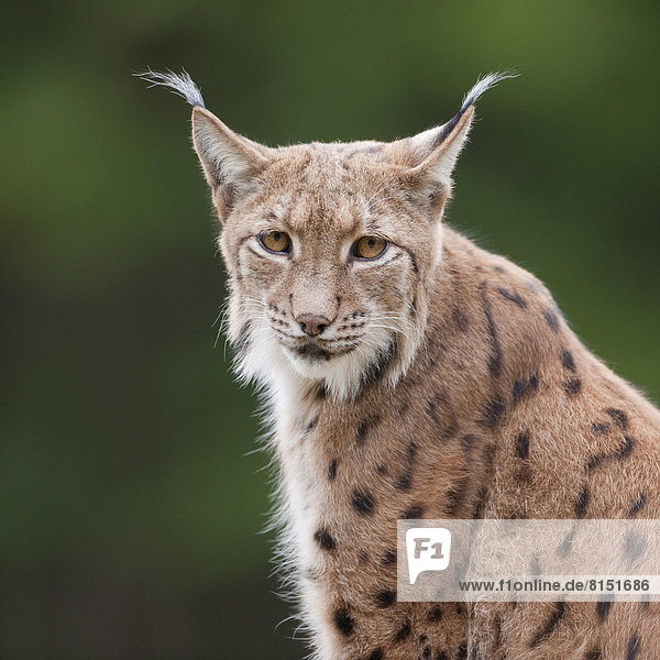Eurasischer Luchs oder Nordluchs (Lynx lynx)  Porträt  captive