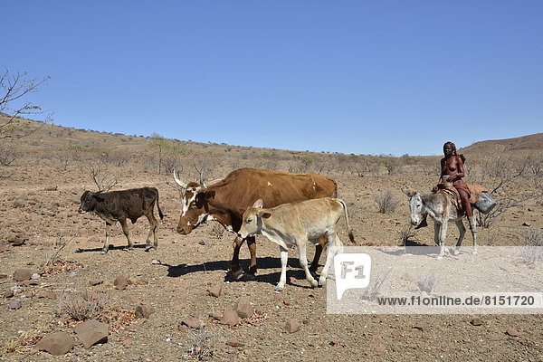 Himba-Frau auf einem Esel mit ihrer Kuhherde