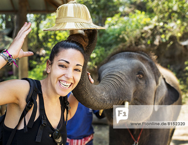 Elephant lifting tourist's hat at an elephant camp