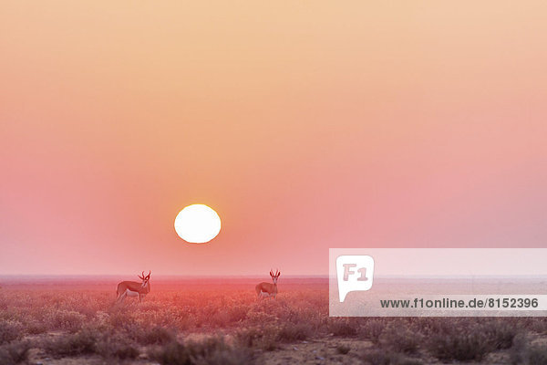 Springböcke (Antidorcas marsupialis) im Sonnenaufgang