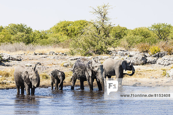 Afrikanische Elefanten (Loxodonta africana) mit Jungtieren beim Trinken am Wasserloch