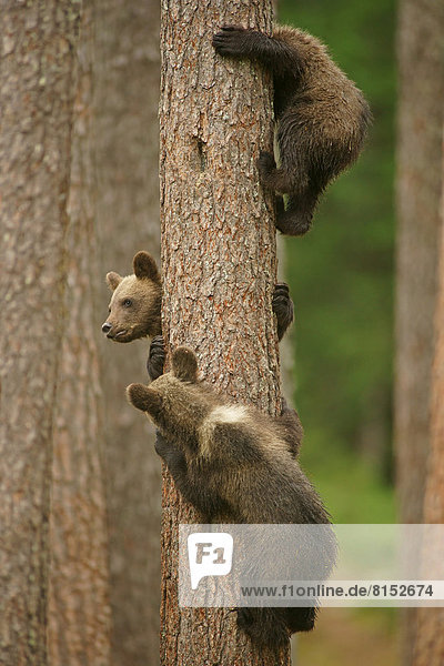 Braunbären (Ursus arctos)  Jungtiere klettern auf Baum