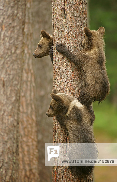 Braunbären (Ursus arctos)  Jungtiere klettern auf Baum