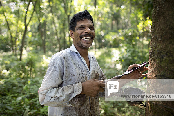 Smiling worker on a natural rubber plantation  standing next to a Rubber Tree (Hevea brasiliensis)