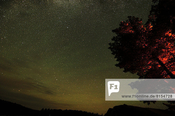 Tree  illuminated by a campfire  starry sky