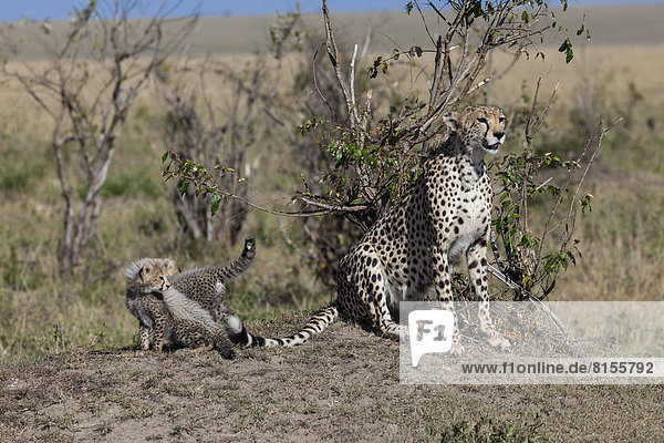 Afrika  Kenia  Blick auf Geparden mit Jungen im Masai Mara Nationalpark