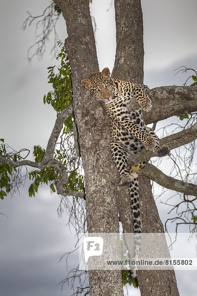 Afrika,  Kenia,  Blick auf Leopard auf Baum im Masai Mara Nationalpark