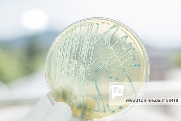 Germany  Freiburg  Human hand holding petri dish with bacteria  close up