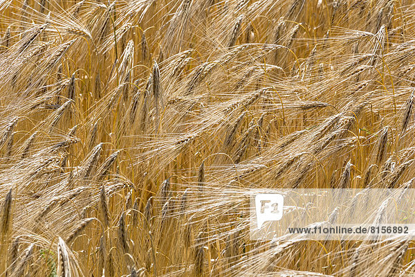 Austria  Upper Austria  Field of barley blooming in wind