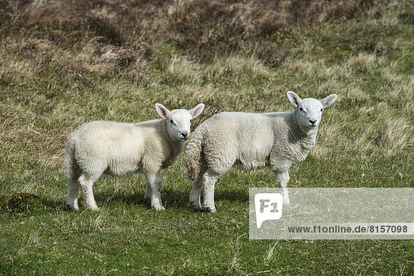 United Kingdom Scotland View of two lambs in field