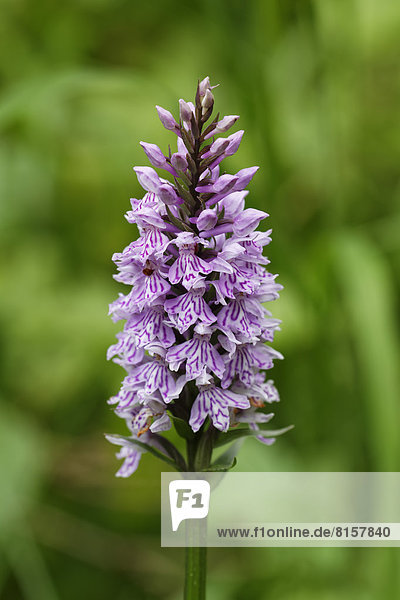 Österreich  Frühe violette Orchidee  Nahaufnahme