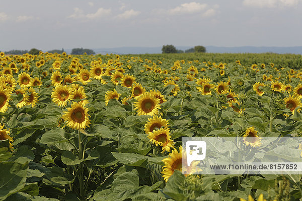 Österreich  Burgenland  Blick auf Sonnenblumenfeld