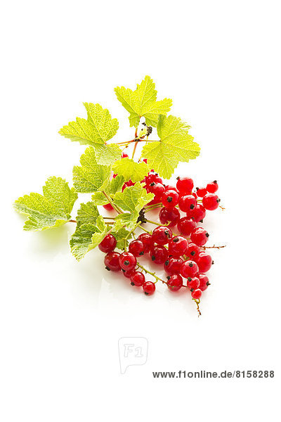Red currants with shrubs on white background  close up