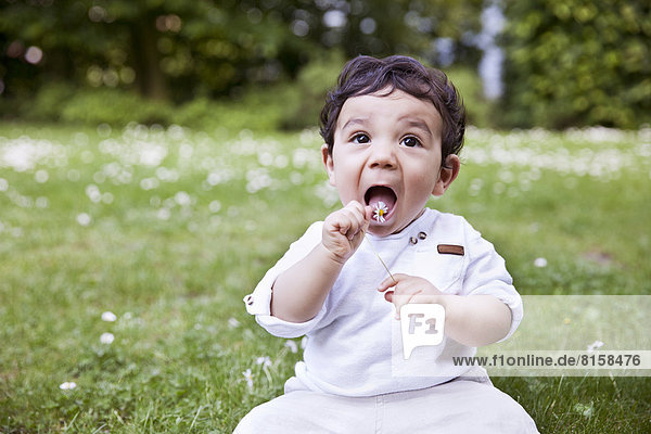 Junge sitzt auf Gras und hält Gänseblümchen an den Mund.
