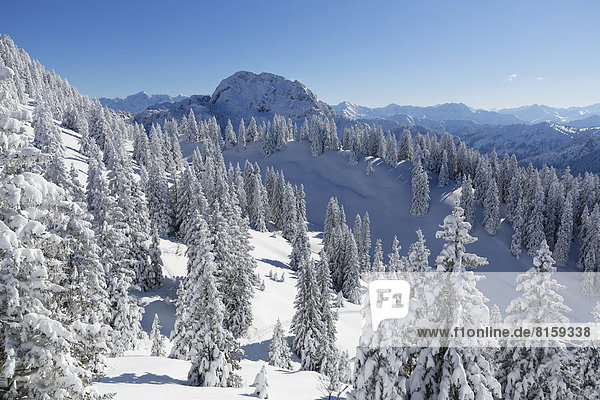 Deutschland  Bayern  Schneebedeckte Fichten am Tegelberg