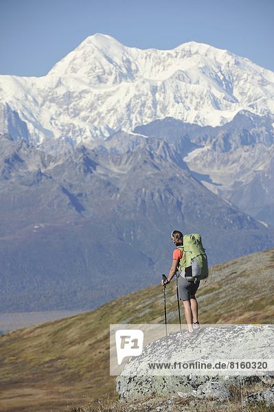 Backpacker hikes Kesugi Ridge Trail in Denali State Park  Alaska.