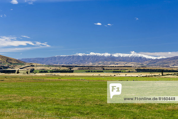 Weideland in Central Otago mit der schneebedeckten St. Bathans Range