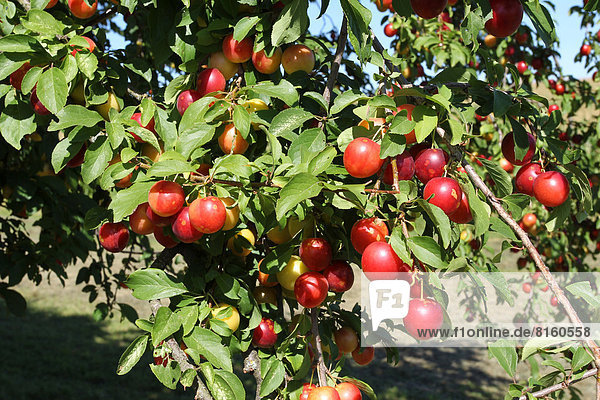 Griechische Kirschpflaumen (Prunus cerasifera)  biologischer Anbau