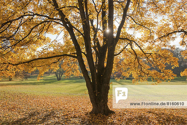 Herbstlich verfärbter Feldahorn  Feld-Ahorn oder Maßholder (Acer campestre) in einem Park