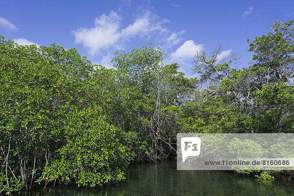 Ein von Mangroven umwachsener Meereskanal