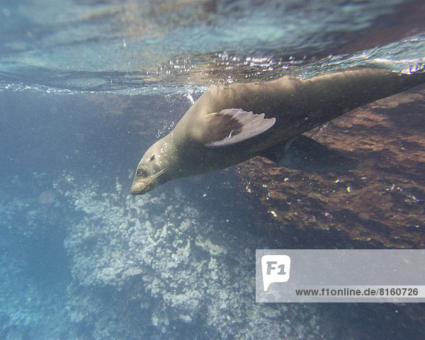 Seelöwe Wasser unterhalb Galapagosinseln