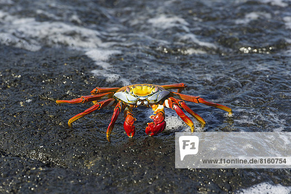 Red Rock Crab (Grapsus grapsus) on a rock in the surf