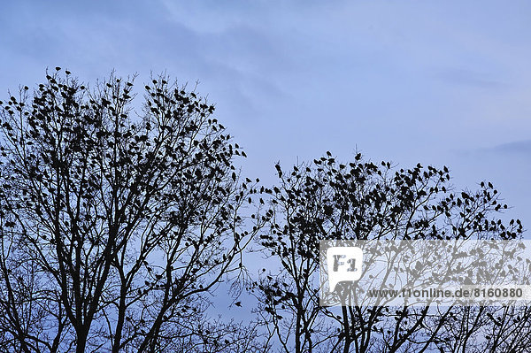 Stare (Sturnus vulgaris)  Schwarm sitzt in kahlen Bäumen  Rückkehr der Zugvögel im Frühling