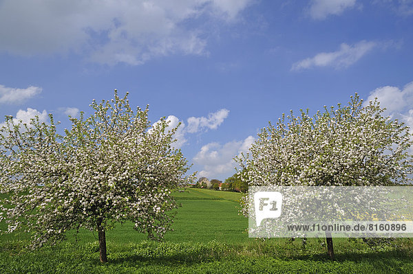 Zwei blühende Apfelbäume (Malus domesticus) auf einer Wiese