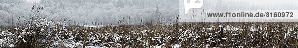 Panorama  Winter  Sumpf