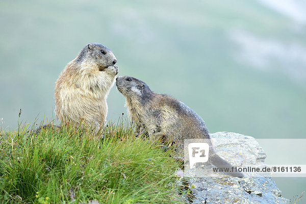 Junges Alpenmurmeltier (Marmota marmota)  bettelt um Futter