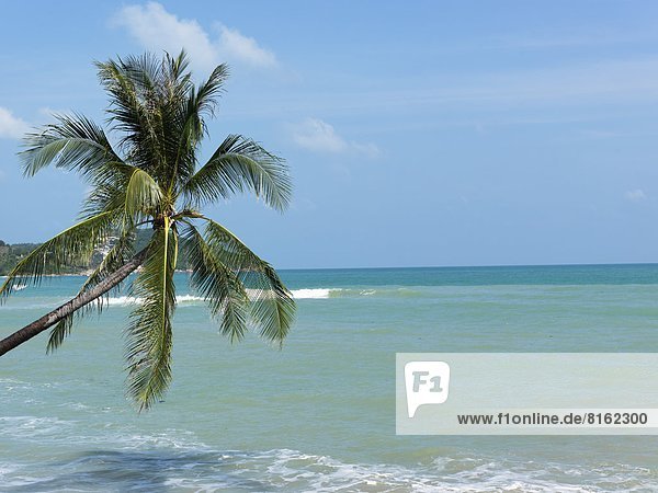 Scenic view of palm tree over sandy beach