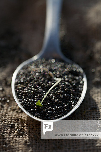 Chia seeds on spoon  close-up