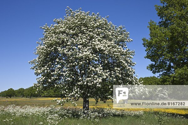 blühen  Baum  Wiese
