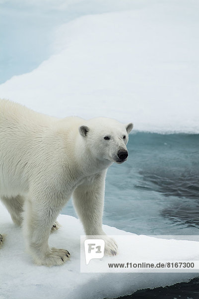 View of polar bear standing