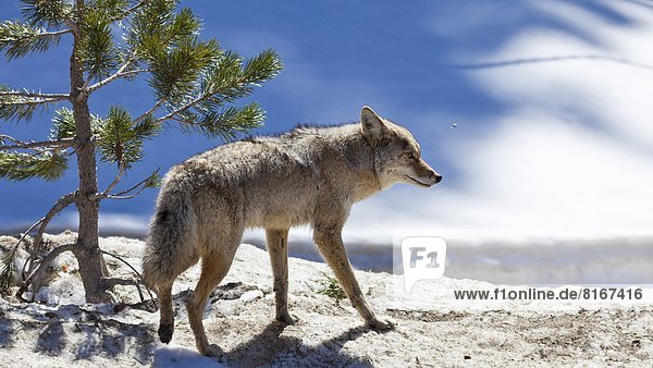 Wolf  Canis lupus  sehen  wegsehen  Reise