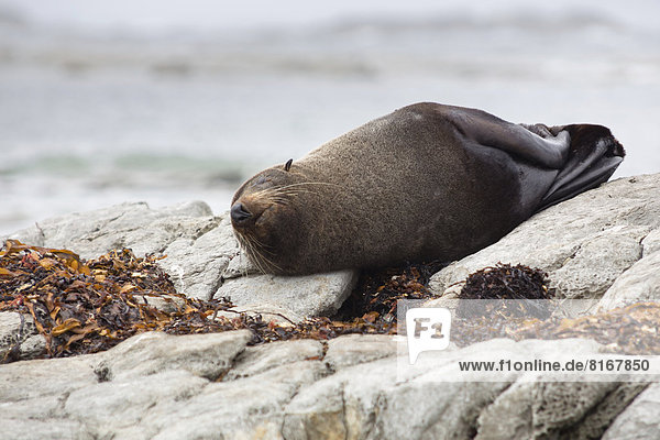 Neuseeländischer Seebär (Arctocephalus forsteri) schläft auf einem Felsen