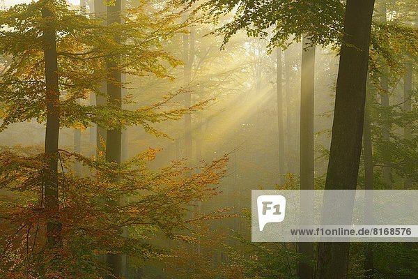 Sonnenstrahl Europa Wald Herbst Buche Buchen Rotbuche Fagus sylvatica Bayern Deutschland