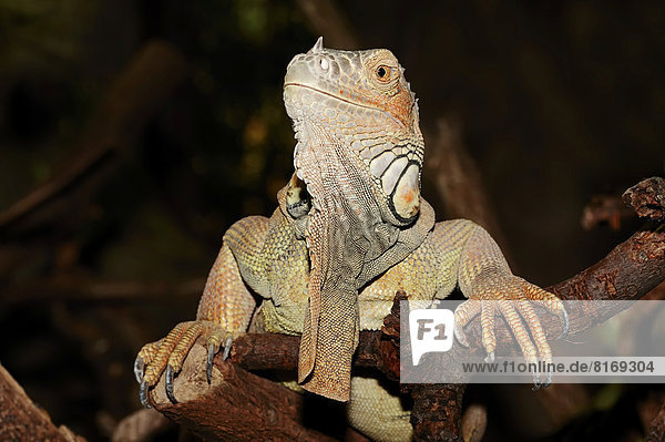 Grüner Leguan (Iguana iguana)  Männchen  Vorkommen in Südamerika  captive