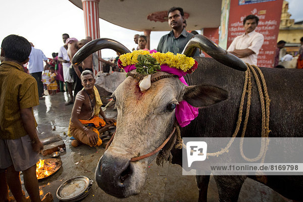 Holy cow  Hindu priest with pilgrims during a fire ritual at the Ghat Agni Theertham