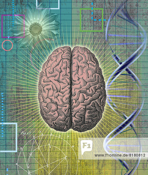 Doppelhelix und Diagramm neben strahlendem Gehirn