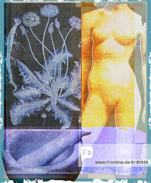 Collage mit nackter Frau  Pflanze  Mörser und Stößel