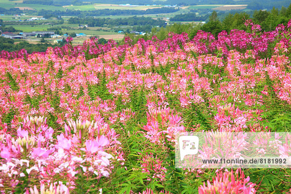Flower field in the countryside  Hokkaido