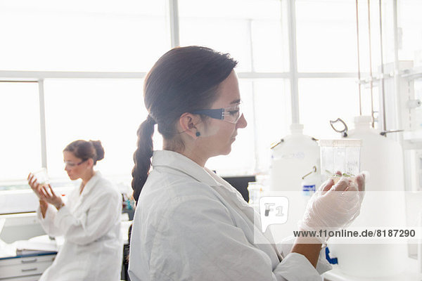 Biology students working in lab