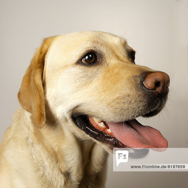 Nahaufnahme von Labrador Zunge aus hecheln