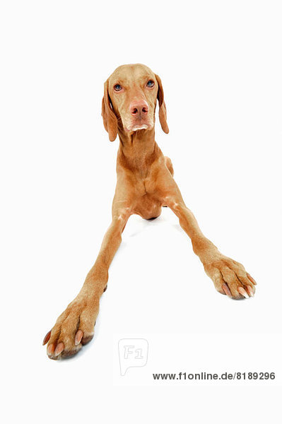 Studio-Porträt des Vizsla-Hundes beim Aufstehen