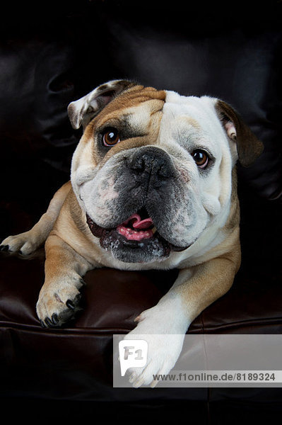 Porträt der auf dem Sofa liegenden Bulldogge