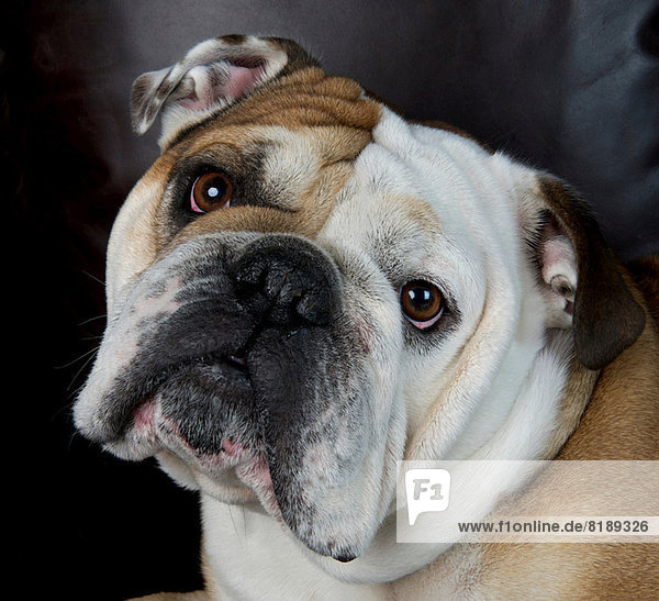 Nahaufnahme der Bulldogge