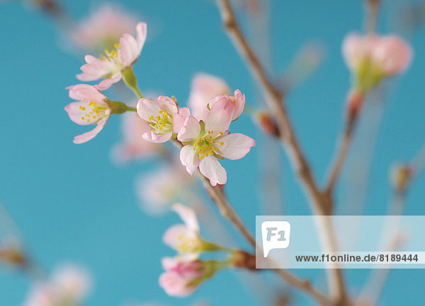 Japanese cherry blossom  close up